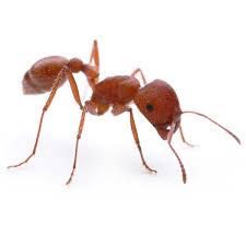 23,981 likes · 284 talking about this · 167 were here. Harvester Ant Identification Behavior Hitmen Termite Pest Control