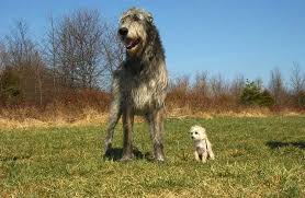 Wolfhound interactive has helped grow our business by attracting and converting more visitors to qualified leads. 14 Interesting Things You Didn T Know About The Irish Wolfhound