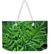 Hawaiian Fern Photograph by Craig Wood