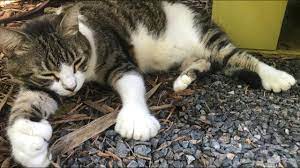 Zitate rund um die katze. Hemingways Katzen Werden Zu Touristenmagneten Afp Youtube