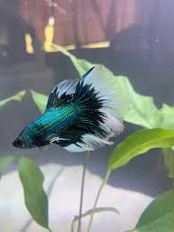 Meet My New Black Orchid Betta What Do You Think Bettafish