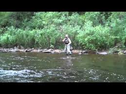 green drake hatch on frying pan river august 2011 youtube