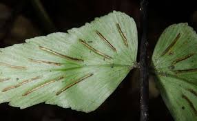 Image result for Strephonema mannii