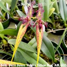 Image result for Bulbophyllum burttii