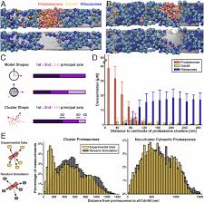 Maybe you would like to learn more about one of these? Direct Visualization Of Degradation Microcompartments At The Er Membrane Pnas