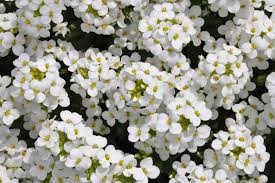 Image result for Arabis alpina