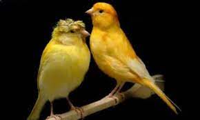 5 Cara Menjodohkan Burung Kenari Dengan Cepat Dan Mudah