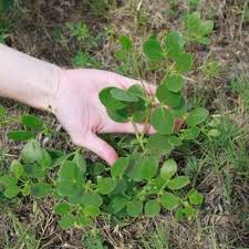 Image result for Zygophyllum cuneifolium
