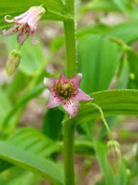Image result for Jasminum streptopus