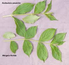 Image result for Kolkwitzia amabilis