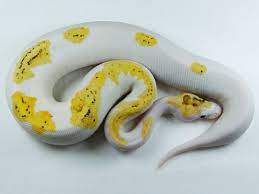 Super Fire Morph List World Of Ball Pythons Ball Python Ball Python Morphs Pet Snake