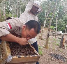 Pengenalan lebah kelulut lebah kelulut atau kelulut sahaja (juga digelar meliponini) ialah lebah tidak bersengat yang menghasilkan madu sama seperti lebah madu. Cegah Karlahut Di Masa Pandemi Dba Asian Agri Tingkatkan Imunitas Dengan Kelulut