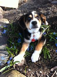 1/2 st bernard, and 1/2 bernese mtn dog. Pin On Bernese Mix Breed