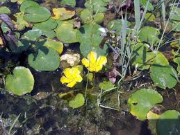 Image result for Nymphoides brevipedicellata