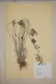 Image result for Vahlia dichotoma