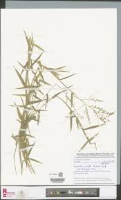 Image result for Urochloa comata