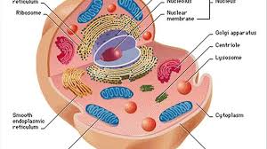 Maybe you would like to learn more about one of these? Animal Cell Nuclear Membrane Video Dailymotion