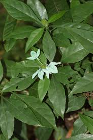 Image result for Ecbolium hastatum