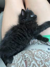 Rescued This Long Haired Black Kitten Today F 4 5 Weeks Looking For Name Suggestions Https Ift Tt 2lju8 Black And White Kittens Black Kitten Cute Animals