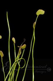 Image result for Schizaea pectinata