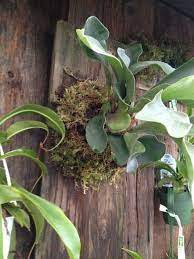 Carefully pull some of the fronds through so the staghorn fern can grow in its natural upright position. How To Mount A Staghorn Fern