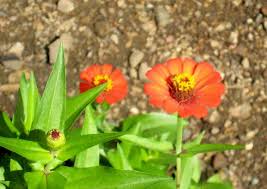 We did not find results for: Local Flowers Picture Of Dominican Republic Caribbean Tripadvisor