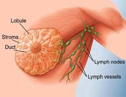 For breast cancer awareness month 2019, aubrey glencamp shares his experience being diagnosed with an aggressive form 'male breast cancer was foreign to me. Understanding Male Breast Cancer Some Basics On The Diseasezipheal