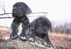 Another random video of our neapolitan mastiff babies. Neapolitan Mastiff Info Temperament Puppies Pictures