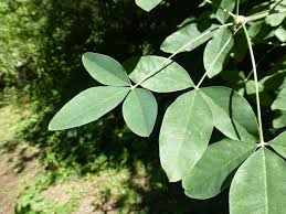 Image result for Laburnum anagyroides