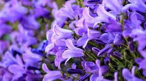Check spelling or type a new query. Ground Cover Plants With Purple Flowers With Pictures Identification