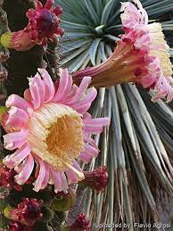 Image result for Neoboutonia