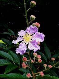 Pin On Botanicalpinterest