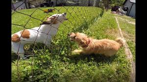 Check spelling or type a new query. Does It Work 13 Investigates Product Tests Outdoor Bark Control Device Wthr Com