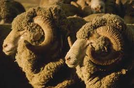 It shares a bond with the person it is associated with, based on the characteristic traits of both. Horoscopes Spirit Animals The Advocate