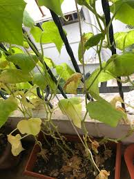 Unfortunately, there is no cure for many of these diseases. Dying Cucumber Plant The Plant Is Around 80 90 Days Old And It Had Just Started To Fruit However Lately The Leaves At The Bottom Of Vine Are Turning Yellow Everyday At Least