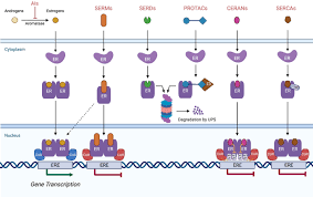 Image result for Tissue-selective Estrogen Complex