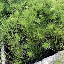 Image result for Cyperus tenax
