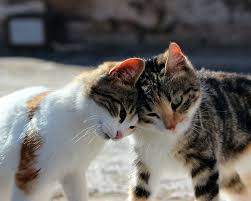 Cats Learn Names of Their Feline Friends, New Study Shows | Sci.News