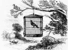 I Know Why The Caged Bird Sings By Maya Angelou Share My Lesson