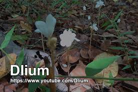 Image result for Didymoplexis