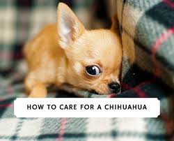 Teacup chihuahua puppies can be adopted from shelters or purchased from a registered breeder. How To Care For A Chihuahua Puppy 2021 We Love Doodles