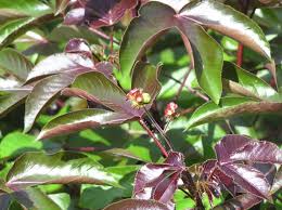 Image result for Jatropha gossypiifolia