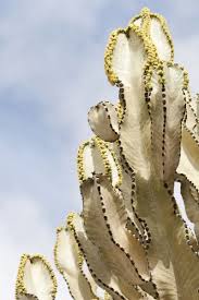 Image result for Euphorbia candelabrum
