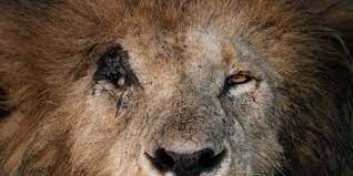 سكار الاسطوره او the legendary scar هو الحاكم الفعلي لمنطقه كينيا و اوغندا ، اكثر بقاع الارض شهرهً بالاسود ، حكمها لمده ١٢ سنه !! Ù…ÙˆØª Ø³ÙƒØ§Ø± Ø§Ù„Ø§Ø³Ø·ÙˆØ±Ø© Ø£Ø´Ù‡Ø± Ø£Ø³Ø¯ ÙÙŠ Ø§Ù„ØªØ§Ø±ÙŠØ® Ø¨Ø¹Ø¯Ù…Ø§ ØªÙ†Ø§ÙˆÙ„ Ø¹Ø´Ø§Ø¡Ù‡ Ø§Ù„Ø£Ø®ÙŠØ± ØµÙˆØª Ø§Ù„Ø£Ù…Ø©