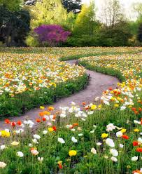 Poppy Fields In Showa Kinen Park In Tokyo Japan Beautiful Gardens Dream Garden Outdoor Gardens