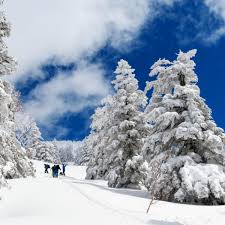 Image result for Hakkoda Walk