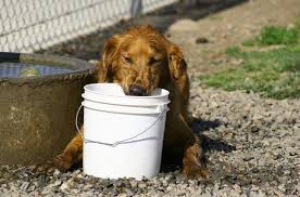 How To Make A Dog Throw Up Petguide Dog Throwing Up Maltese Puppy Care Canine Care