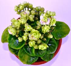 They were pretty dried out and certainly were not the color shown. Irish Flirt Semi Miniature African Violet Plant Violet Plant African Violets Plants African Violets