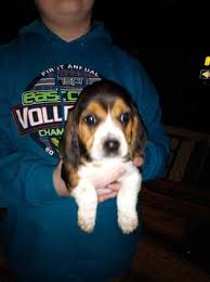 Please contact the breeders below to find beagle puppies for sale in ohio search breeders by location. Beagle Puppies 50 General Items Lexington Ky Shoppok