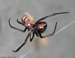 The spider produces a neurotoxic protein that is extremely the black widow spider gets its name from the erroneous belief that the female spider kills the male after mating. Pest Control Black Widow Spiders Pest Control Brown Widow Spiders Hearts Pest Management